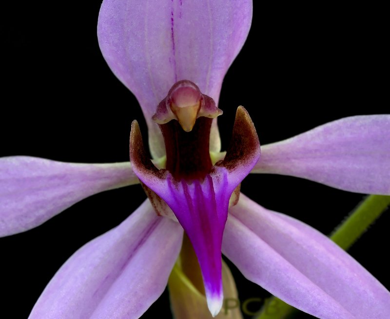 Ancistrochilus rothschildianus