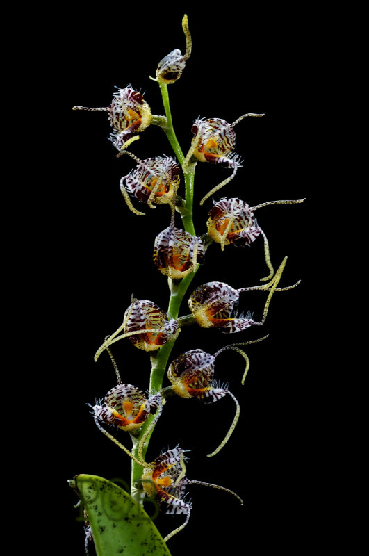 Mas. polysticta