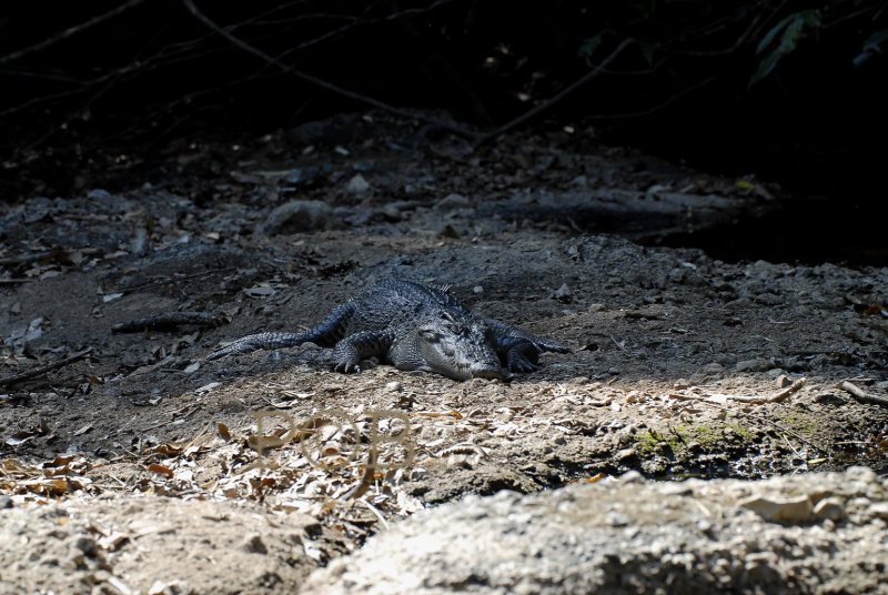 Crocodile on the river bank, Crocodylus siamensis