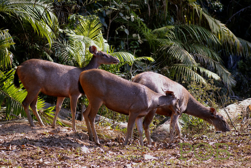 Sambar deer