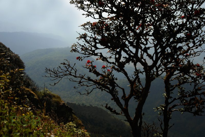 Rhododendron borealis var. Wallichii, plant about 500 years old