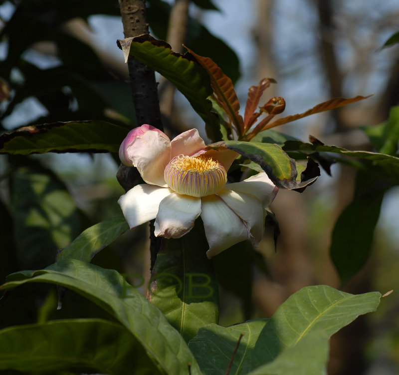 Tree in bloom, flowers 12 cm