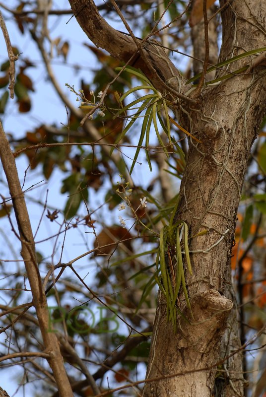 Tree with Vanda lilacina orchids