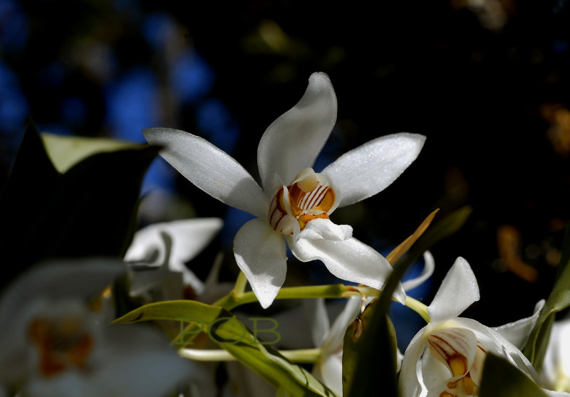 Coelogyne corymbosa, 2500 metres, 14 cel. hum. is 45 %