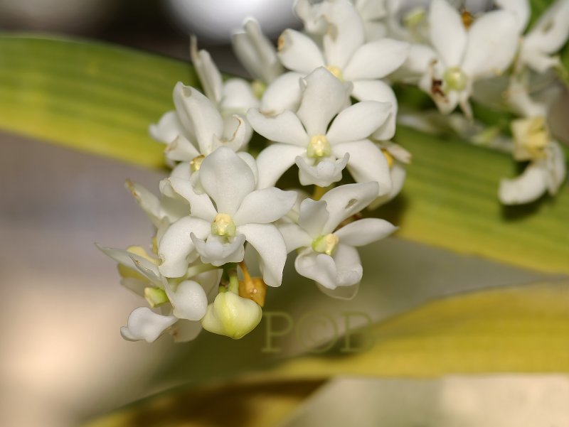 Rhynchostylis gigantea var. alba