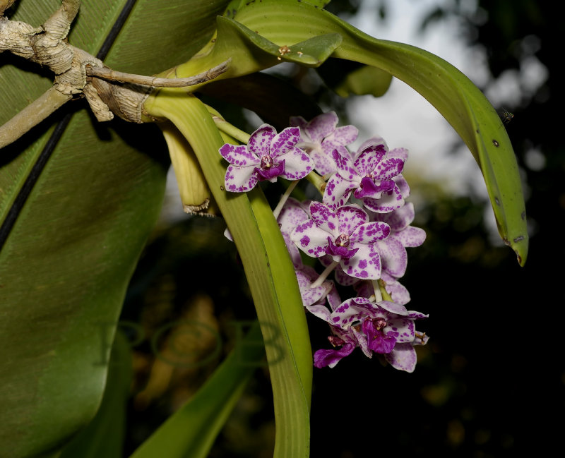 Rhynchostylis gigantea