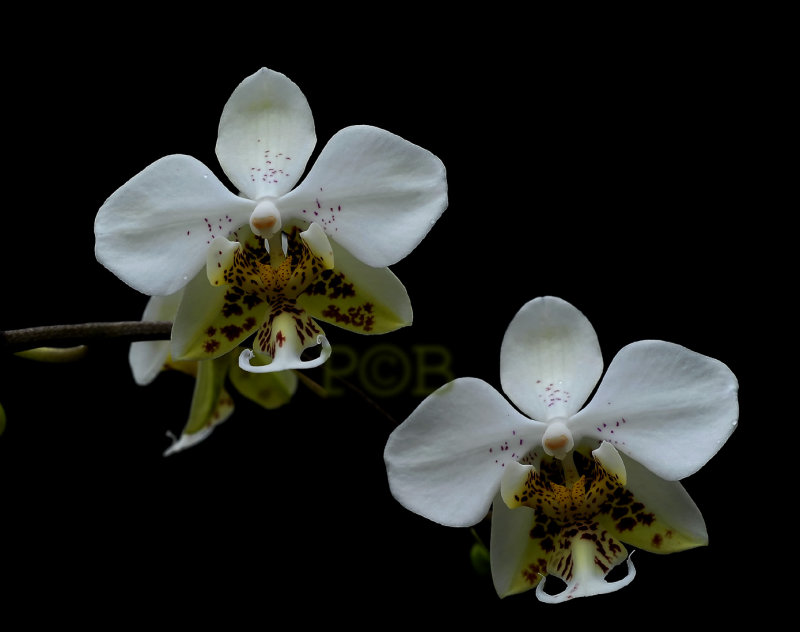 Phalaenopsis stuartiana
