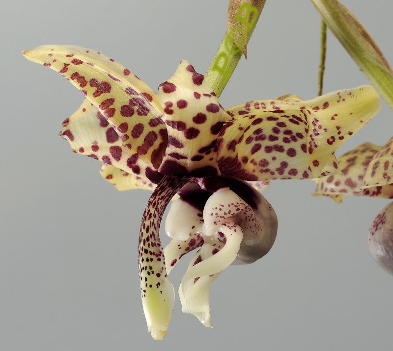 Stanhopea hernandezii