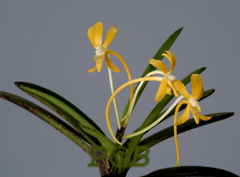 Neofinetia falcata, yellow