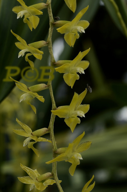 Dendrochilum pangasinense
