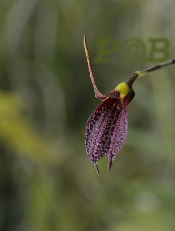 Masdevallia floribunda tuerkeimii