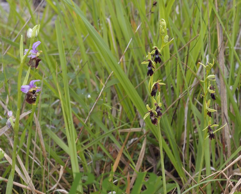 Vliegenorchis zo groot als hommelorchis