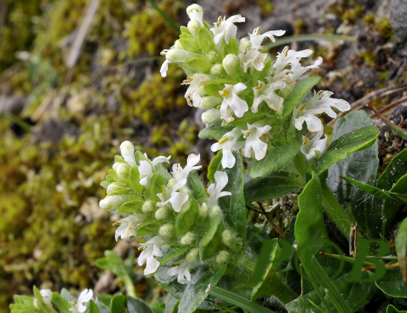 Zenegroen wit, Ajuga 
