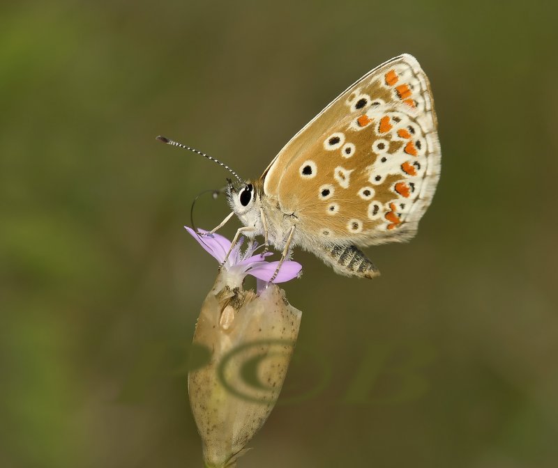 Bruin blauwtje op slanke mantelanjer, Petrorhagia prolifera