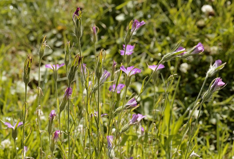 Bolderik, Agrostemma githago
