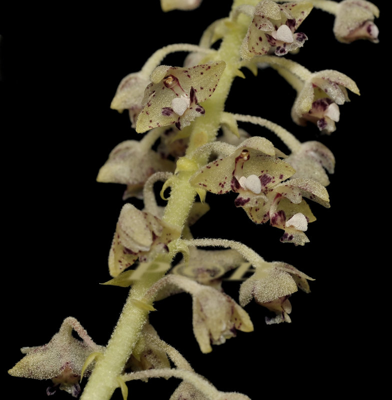 Phreatia millikanii, sulawesi, close relative to Eria