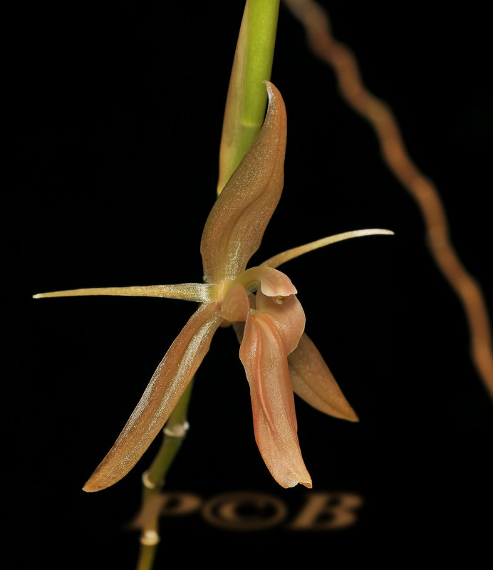 Coelogyne longifolia