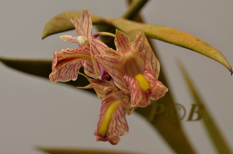 Dendrobium acinaciforme , Sulawesi  flower 1  cm