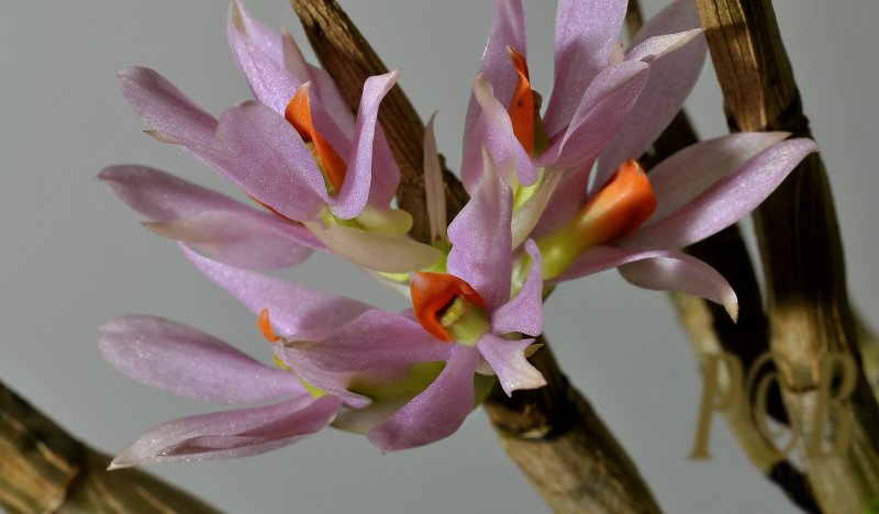 Pomatocalpa sp. flowers 3 cm