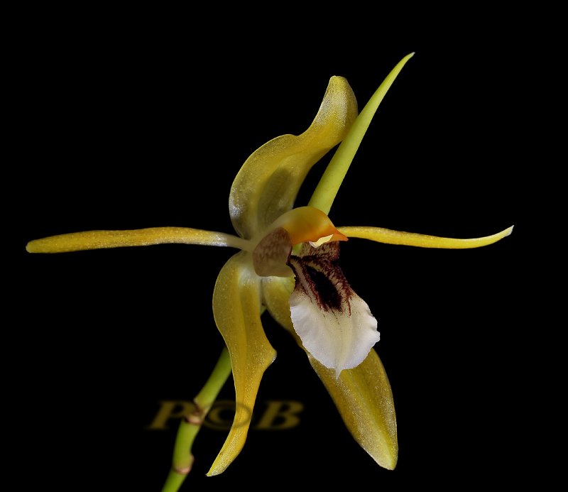 Coelogyne sp. PNG