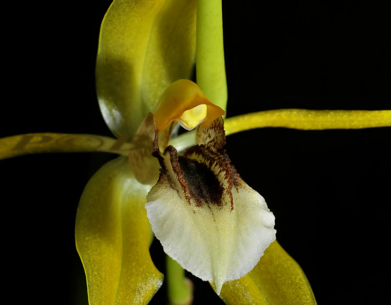 Coelogyne sp. PNG