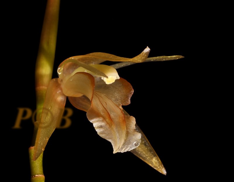 Coelogyne tenompokensis,  flower 1 cm
