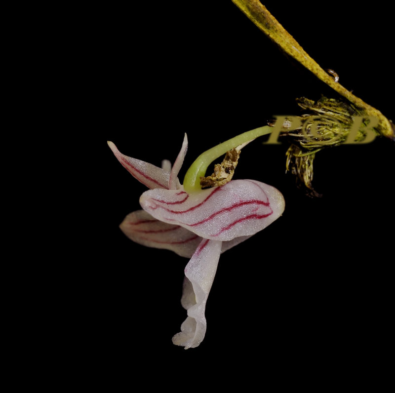Dendrobium pseudocalceolum,  Orobe  PNG