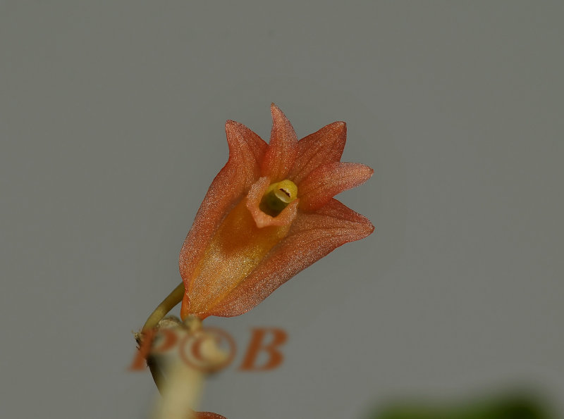 Dendrobium faciferum, flower 1  cm