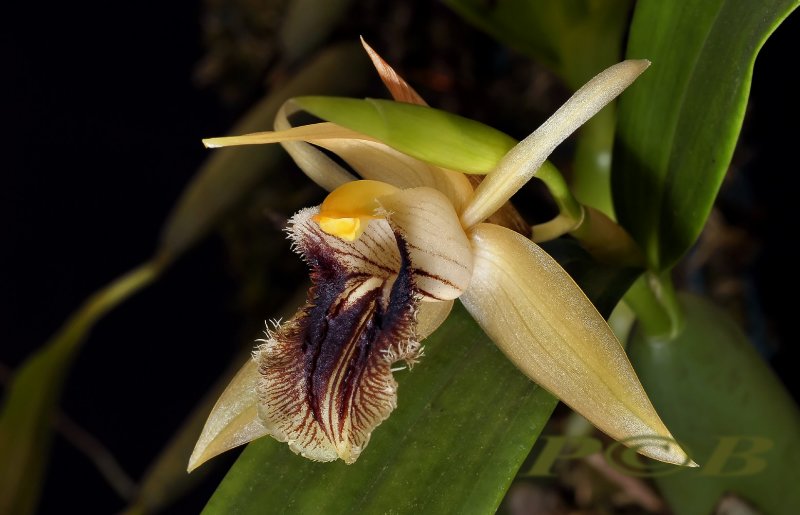 Coelogyne ovalis