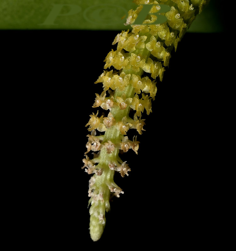 Oberonia parishii, flowers 1   mm