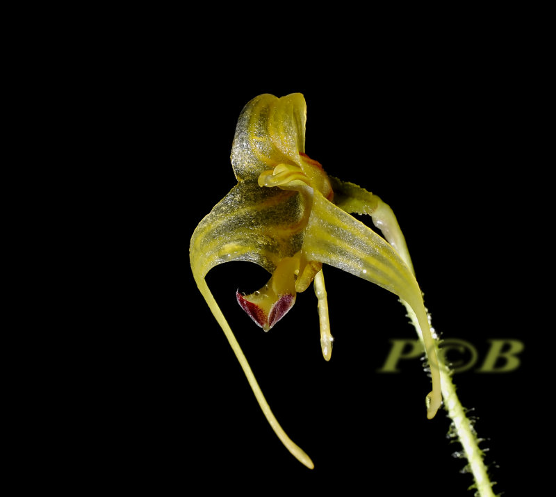Porroglossum sp. 1  cm