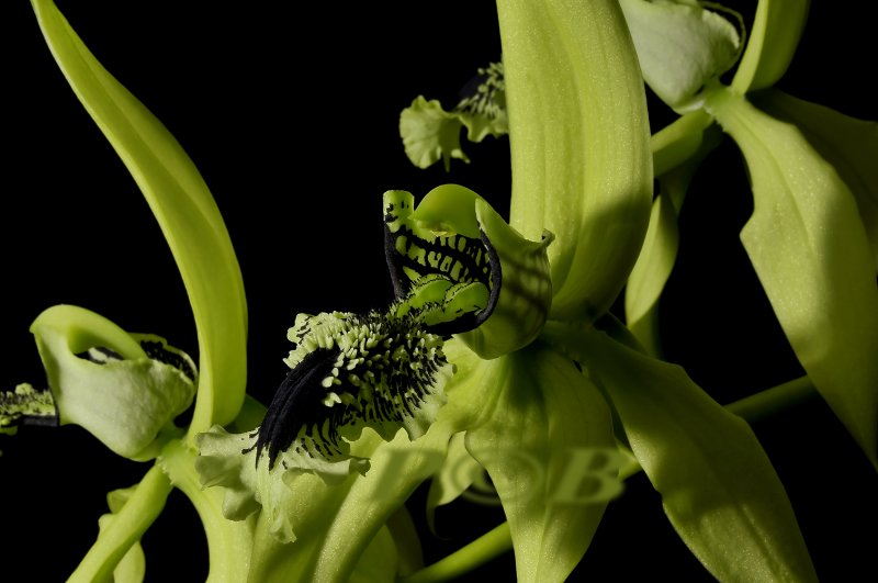 Coelogyne pandurata