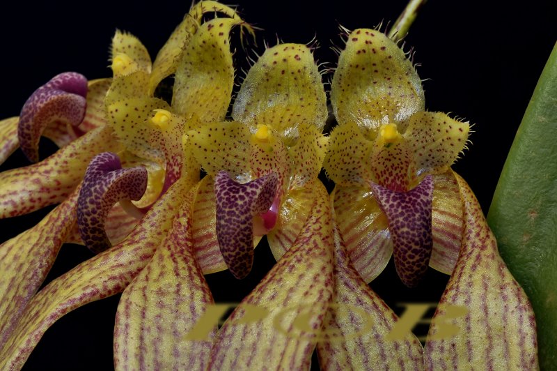 Bulbophyllum annandalei