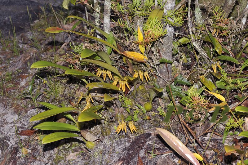 Bulbophyllum forrestii on sandy forestfloor, Loei prov. Thailand