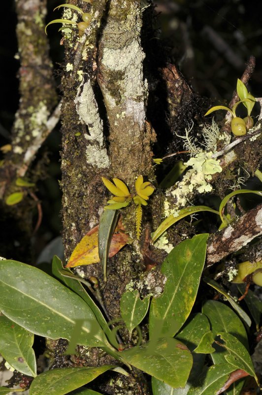 Oberonia mucronata