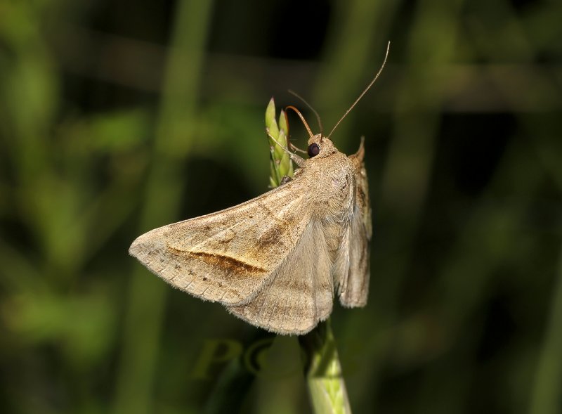 Mocis frugalis (Catocalinae)