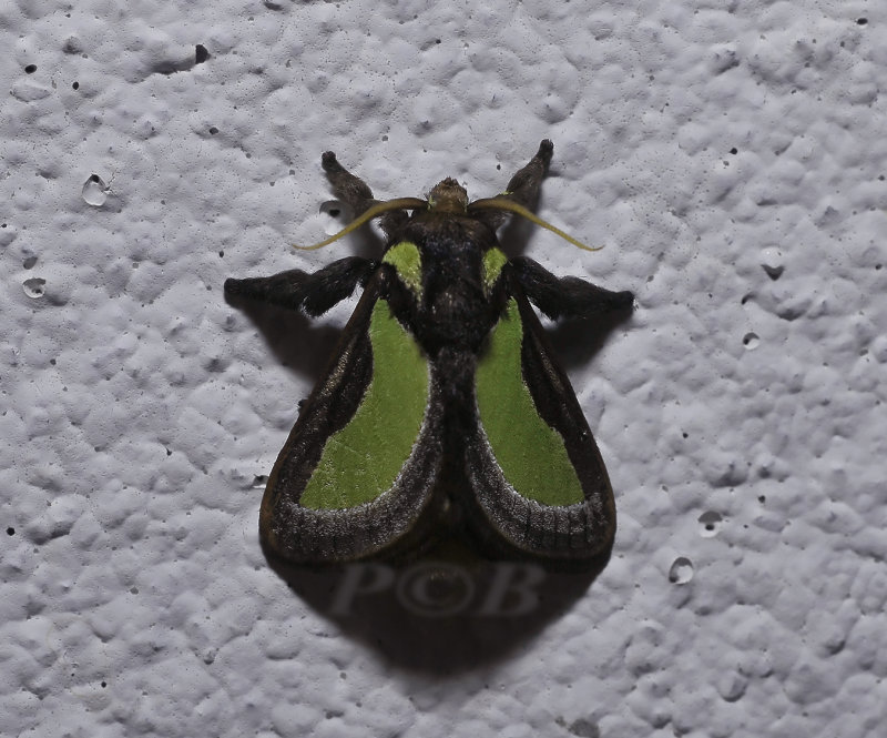 Parasa darma (Limacodidae)