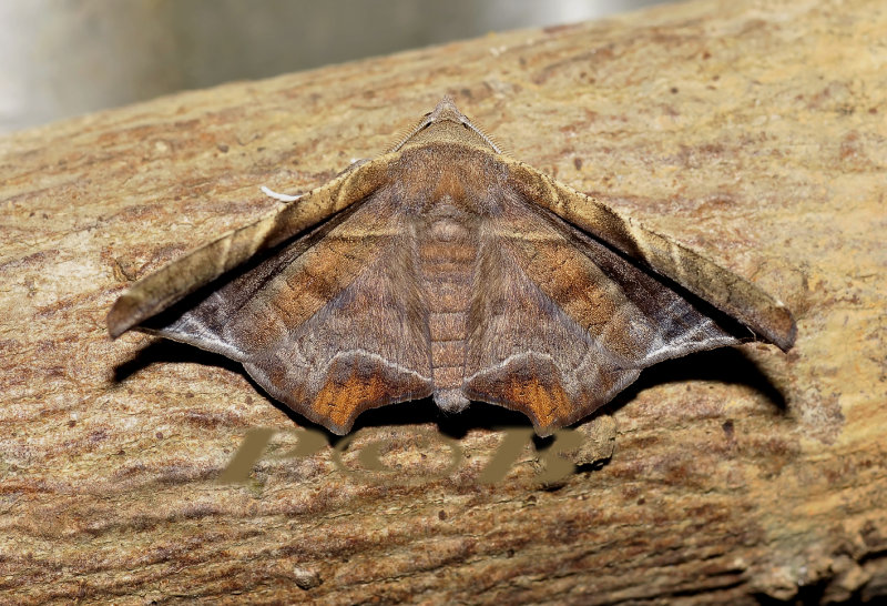 Episparina tortuosalis (Catocalinae)