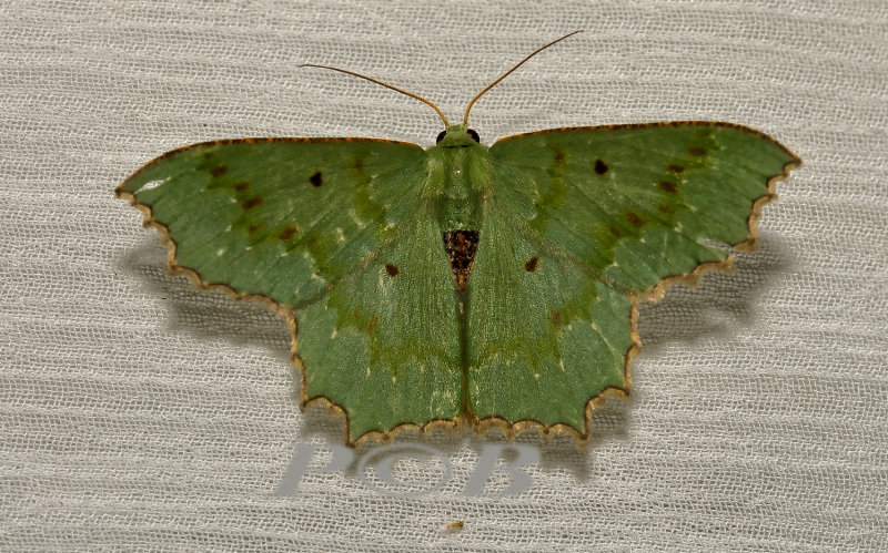 Moth 40