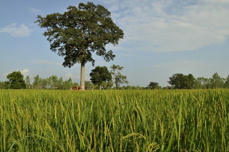 Ricefield