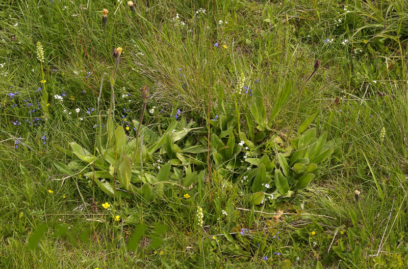 witte mug habitat, Gymnadenia albida