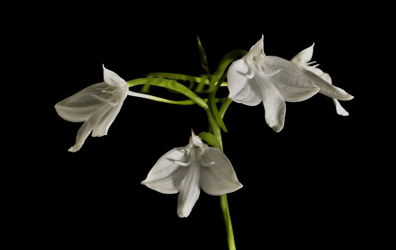 Habenaria lindleyana