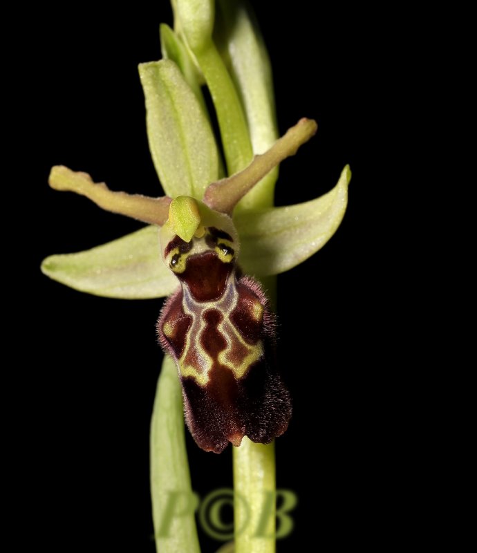 Ophrys Sphegodes ssp. tarquinia