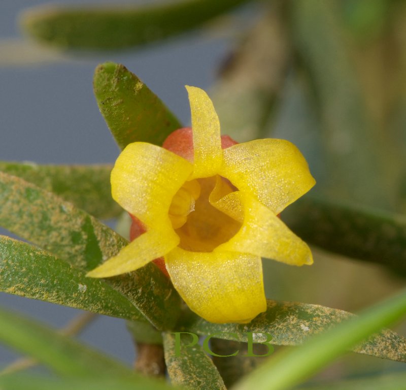 Mediocalcar decoratum,  8 mm