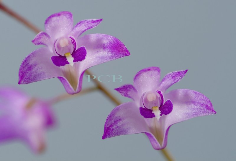 Dendrobium kingianum