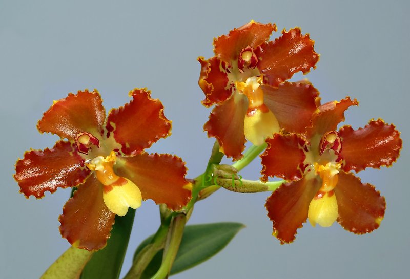 Otoglossum brevifolium, Flower  3.5 cm