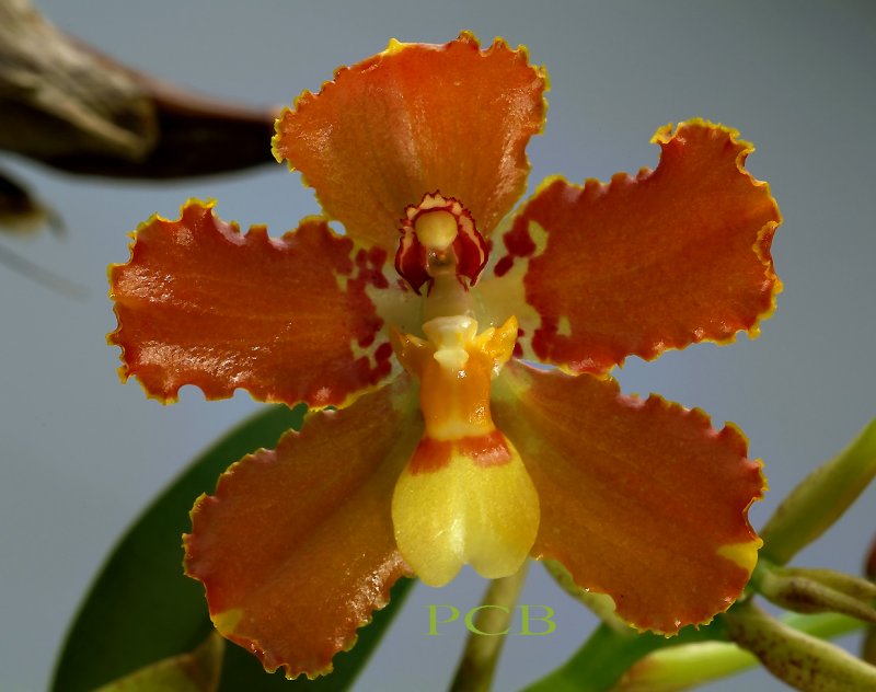 Otoglossum brevifolium, close