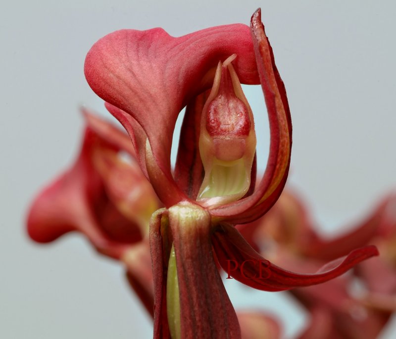 Mormodes rolfeanum, front view, these flowers are not symmetrical