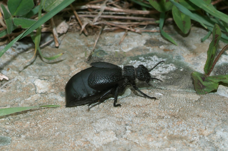 Kortschildkever, Meloe tuccius, lengte ongeveer 5 cm