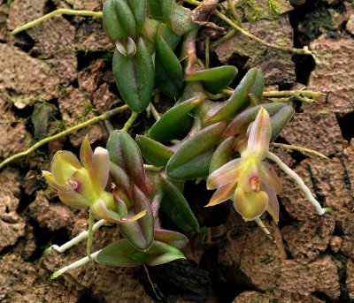 Epidendrum schlechterianum, syn. Nanodes schlechteriana